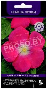 Катарантус пацифика Маджента хало