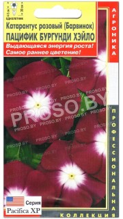 Катарантус розовый Пацифик бургунди хэйло