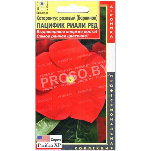 Катарантус розовый Пацифик риали ред