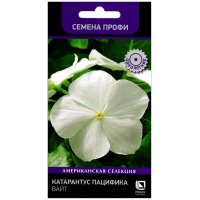 Катарантус розовый Пацифик вайт