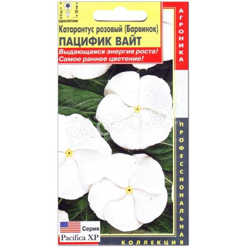 Катарантус розовый Пацифик вайт-1