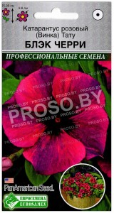 Катарантус розовый Тату блэк черри