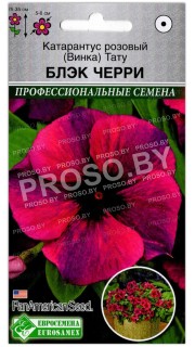 Катарантус розовый Тату блэк черри
