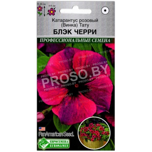 Катарантус розовый Тату блэк черри