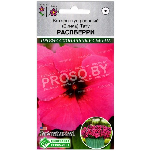 Катарантус розовый Тату распберри