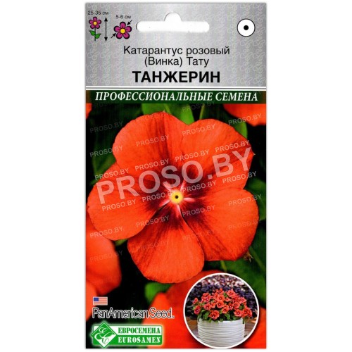 Катарантус розовый Тату танжерин