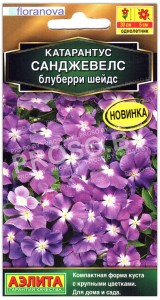 Катарантус Санджевелс блуберри шейдс