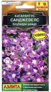 Катарантус Санджевелс блуберри шейдс