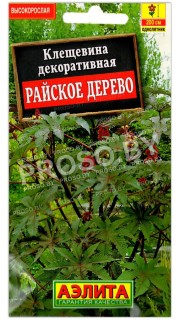 Клещевина декоративная Райское дерево