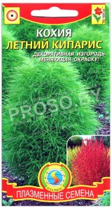 Кохия Летний кипарис