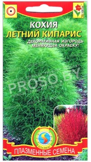 Кохия Летний кипарис