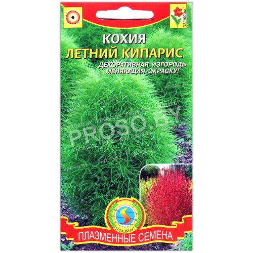 Кохия Летний кипарис