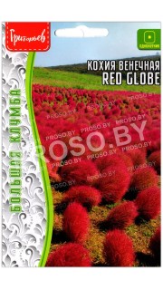 Кохия венечная Red globe