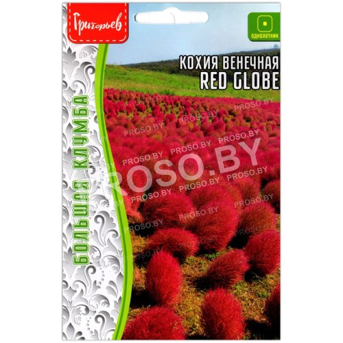 Кохия венечная Red globe