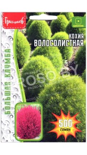 Кохия Волосолистная