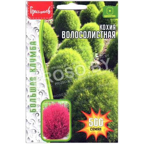 Кохия Волосолистная