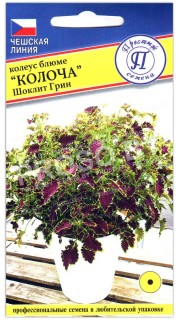 Колеус блюме Колоча шоклит грин