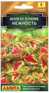 Колеус блюме Нежность