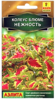 Колеус блюме Нежность