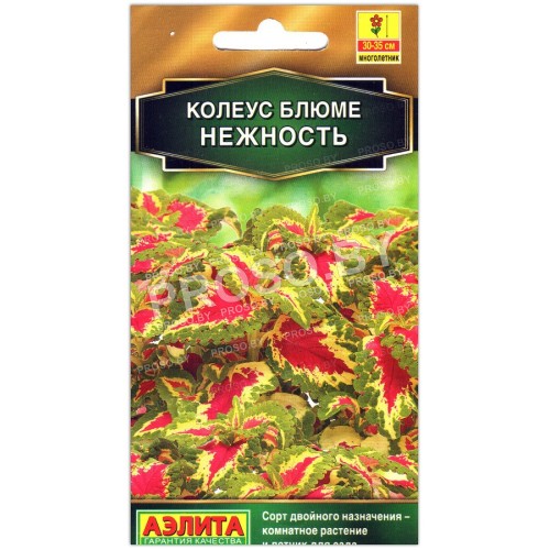 Колеус блюме Нежность
