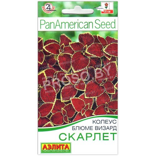 Колеус блюме Визард скарлет