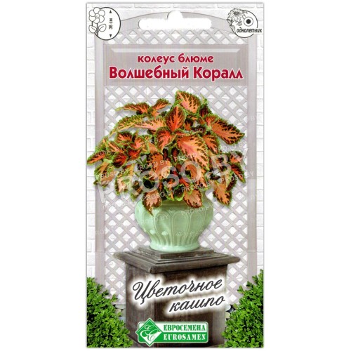 Колеус блюме Волшебный коралл