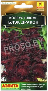 Колеус Черный (блэк) дракон