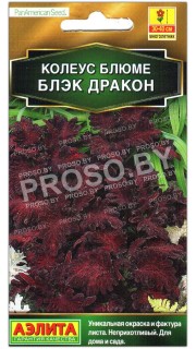 Колеус Черный (блэк) дракон
