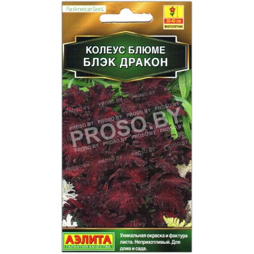 Колеус Черный (блэк) дракон