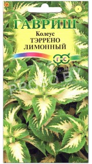 Колеус Тэррено лимонный