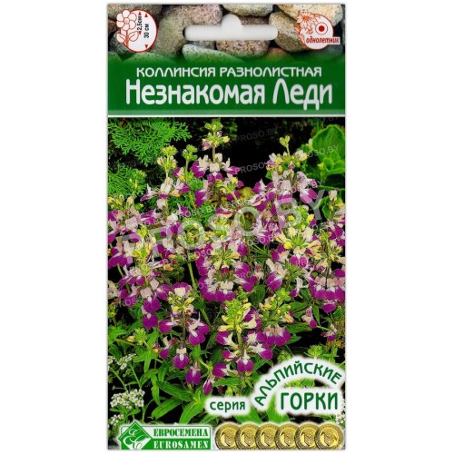 Коллинсия разнолистная Незнакомая леди