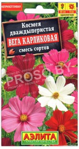 Космея дваждыперистая Вега карликовая, смесь
