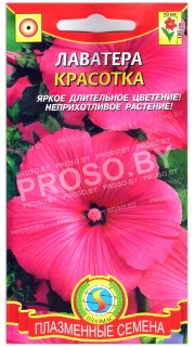 Лаватера Красотка