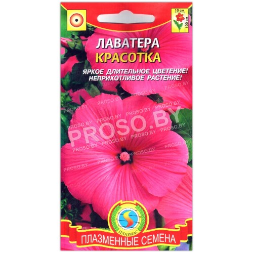 Лаватера Красотка
