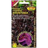 Лебеда садовая Фиолетовая