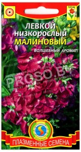 Левкой низкорослый Малиновый
