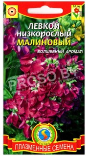 Левкой низкорослый Малиновый