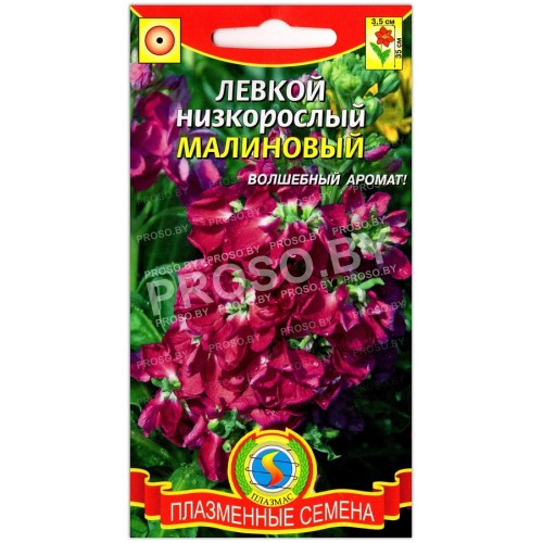 Левкой низкорослый Малиновый