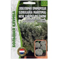 Лобулярия приморская New carpet of snow