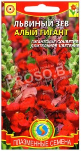 Львиный зев Алый гигант