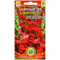 Львиный зев Алый гигант