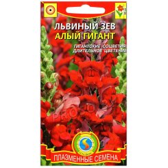 Львиный зев Алый гигант