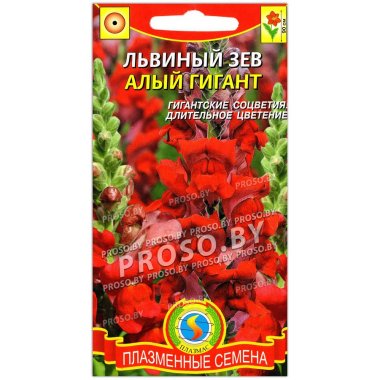 Львиный зев Алый гигант