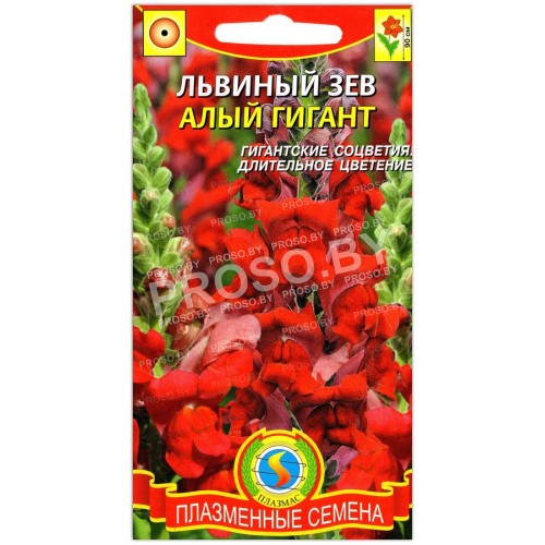 Львиный зев Алый гигант