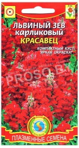 Львиный зев карликовый Красавец