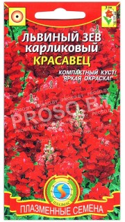 Львиный зев карликовый Красавец