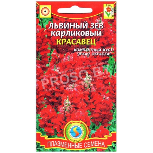 Львиный зев карликовый Красавец