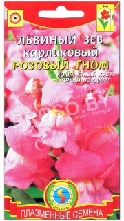 Львиный зев карликовый Розовый гном