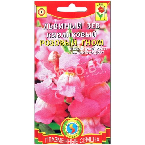 Львиный зев карликовый Розовый гном