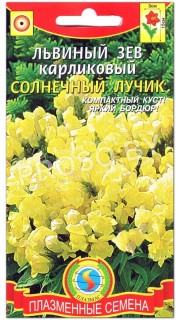Львиный зев карликовый Солнечный лучик